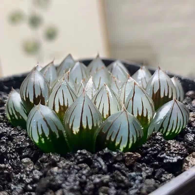 How To Grow Haworthia Cooperi Guridio   Haworthia Cooperi 2 