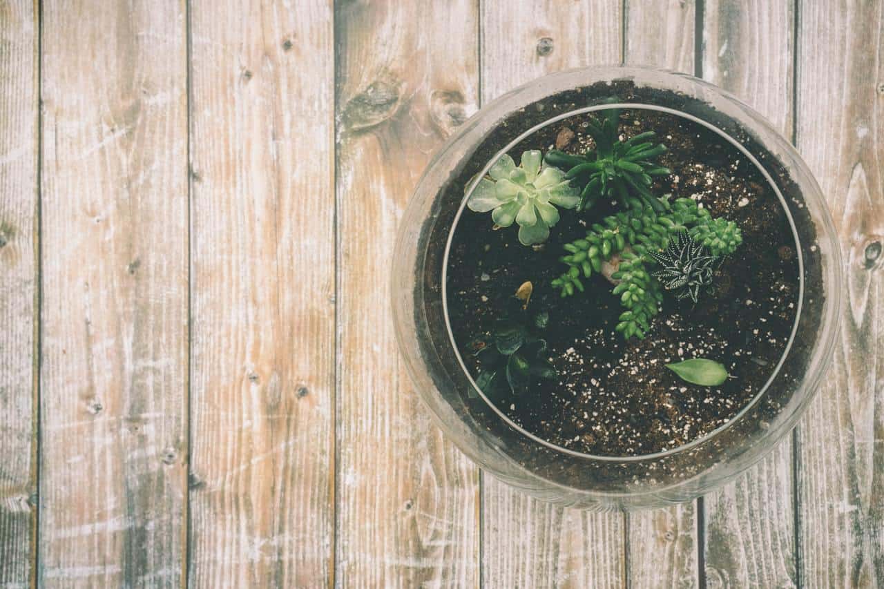 Terrariums